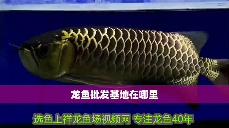 龍魚批發(fā)基地在哪里