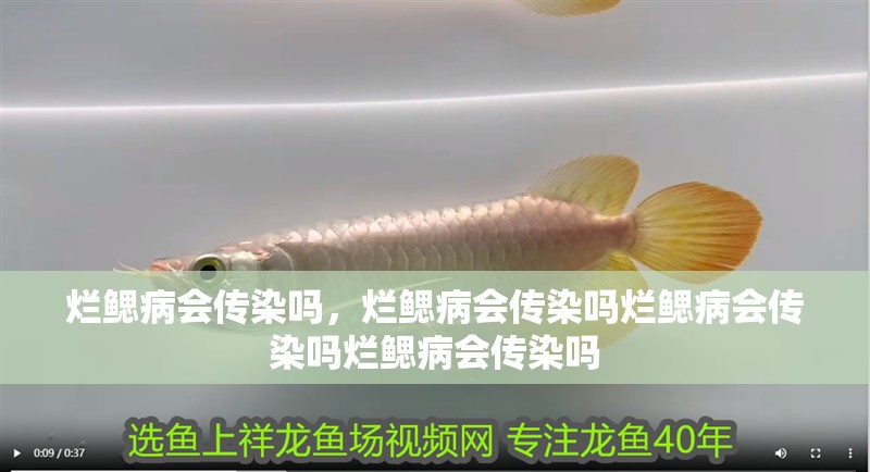 爛鰓病會傳染嗎，爛鰓病會傳染嗎爛鰓病會傳染嗎爛鰓病會傳染嗎 爛鰓病會傳染嗎，爛鰓病會傳染嗎爛鰓病會傳染嗎爛鰓病會傳染嗎 龍魚百科