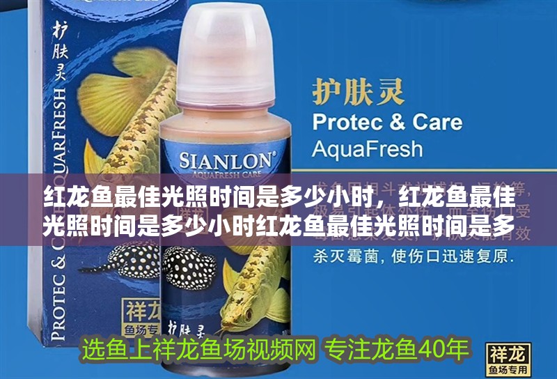 我的虎魚真菌感染了要怎么處理 紅龍魚最佳光照時(shí)間是多少小時(shí),紅龍魚最佳光照時(shí)間是多少小時(shí)紅龍魚最佳光照時(shí)間是多少小時(shí) 龍魚百科 紅龍魚最佳光照時(shí)間是多少小時(shí),紅龍魚最佳光照時(shí)間是多少小時(shí)紅龍魚最佳光照時(shí)間是多少小時(shí) 紅龍魚最佳光照時(shí)間是多少小時(shí),紅龍魚最佳光照時(shí)間是多少小時(shí)紅龍魚最佳光照時(shí)間是多少小時(shí) 龍魚百科