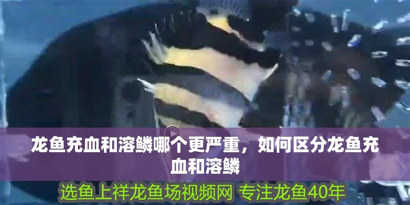 龍魚充血和溶鱗哪個(gè)更嚴(yán)重，如何區(qū)分龍魚充血和溶鱗 龍魚充血和溶鱗哪個(gè)更嚴(yán)重，如何區(qū)分龍魚充血和溶鱗 龍魚百科