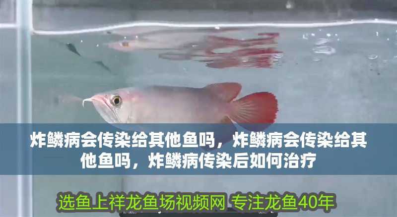 炸鱗病會傳染給其他魚嗎，炸鱗病會傳染給其他魚嗎，炸鱗病傳染后如何治療 炸鱗病會傳染給其他魚嗎，炸鱗病會傳染給其他魚嗎，炸鱗病傳染后如何治療 龍魚百科