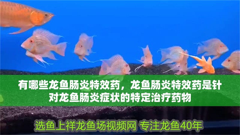 詳細閱讀:有哪些龍魚腸炎特效藥,龍魚腸炎特效藥是針對龍魚腸炎癥狀的特定治療藥物 有哪些龍魚腸炎特效藥,龍魚腸炎特效藥是針對龍魚腸炎癥狀的特定治療藥物