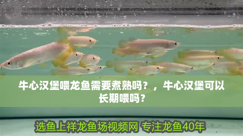 牛心漢堡喂龍魚需要煮熟嗎？，牛心漢堡可以長期喂嗎？ 牛心漢堡喂龍魚需要煮熟嗎？，牛心漢堡可以長期喂嗎？ 龍魚百科