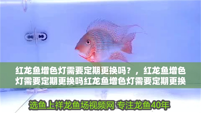 紅龍魚增色燈需要定期更換嗎？，紅龍魚增色燈需要定期更換嗎紅龍魚增色燈需要定期更換嗎 紅龍魚增色燈需要定期更換嗎？，紅龍魚增色燈需要定期更換嗎紅龍魚增色燈需要定期更換嗎 龍魚百科