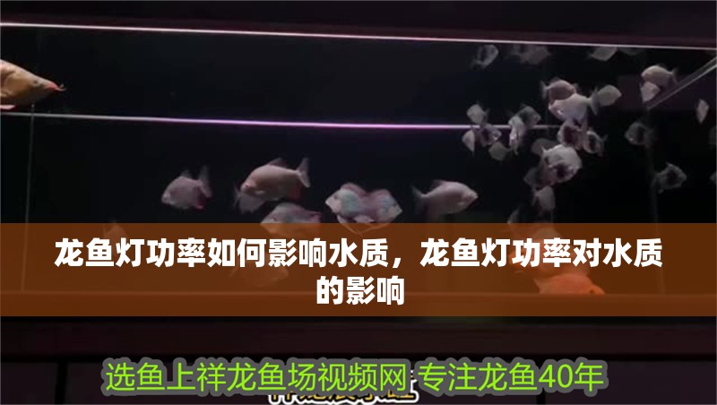 龍魚燈功率如何影響水質，龍魚燈功率對水質的影響