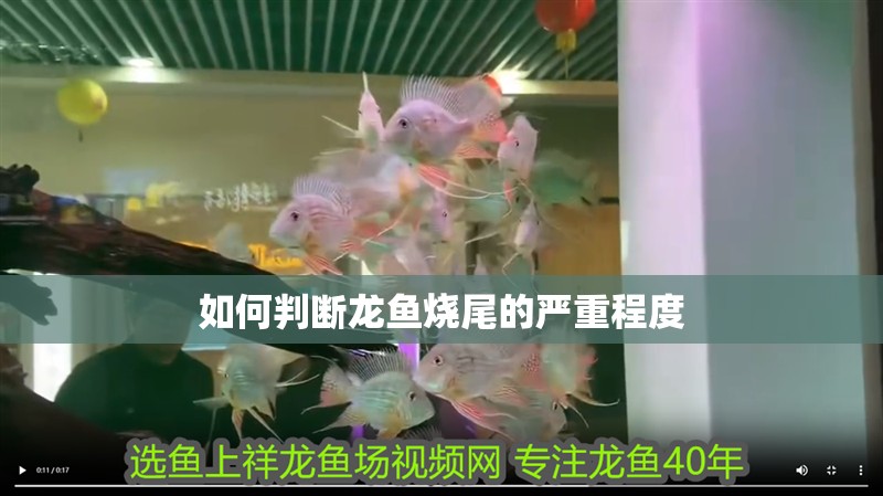 如何判斷龍魚燒尾的嚴重程度 如何判斷龍魚燒尾的嚴重程度 龍魚百科