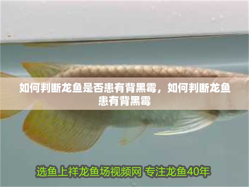 如何判斷龍魚是否患有背黑霉，如何判斷龍魚患有背黑霉