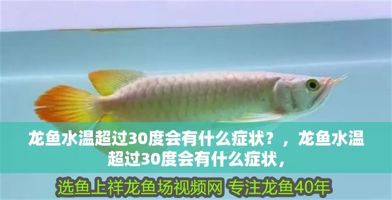 龍魚水溫超過30度會有什么癥狀？，龍魚水溫超過30度會有什么癥狀， 龍魚水溫超過30度會有什么癥狀？，龍魚水溫超過30度會有什么癥狀， 龍魚百科