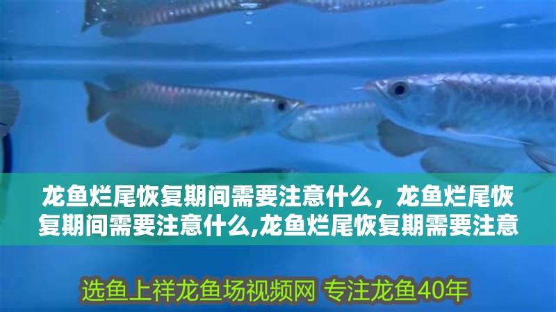 龍魚爛尾恢復期間需要注意什么，龍魚爛尾恢復期間需要注意什么,龍魚爛尾恢復期需要注意什么