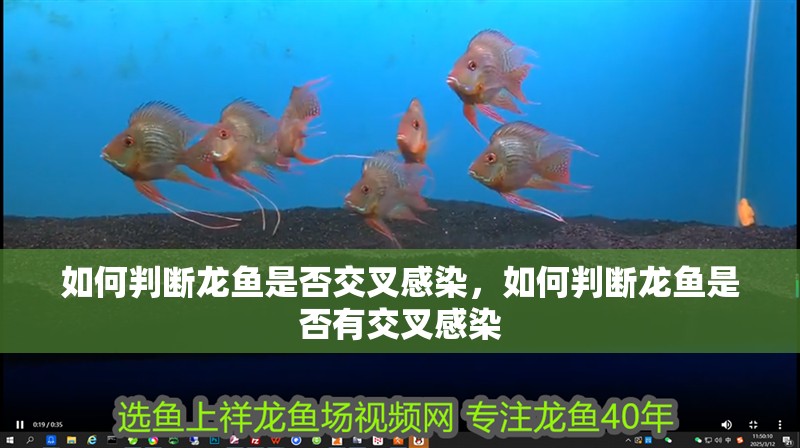 如何判斷龍魚是否交叉感染，如何判斷龍魚是否有交叉感染
