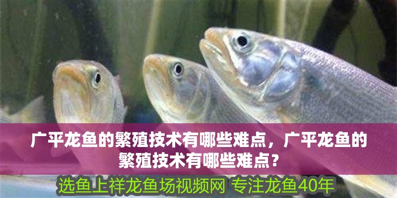 廣平龍魚的繁殖技術(shù)有哪些難點，廣平龍魚的繁殖技術(shù)有哪些難點？