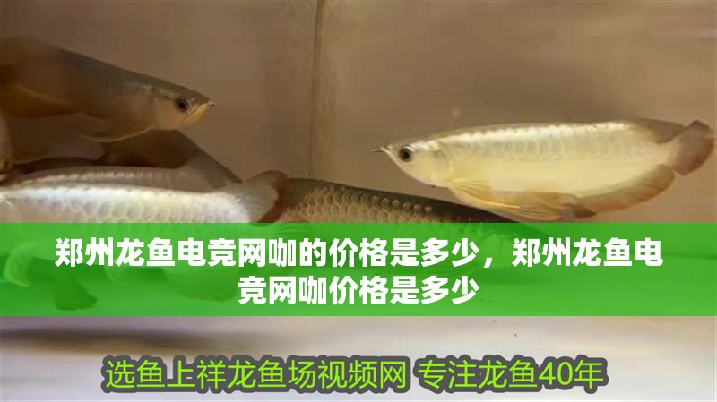 鄭州龍魚電競(jìng)網(wǎng)咖的價(jià)格是多少，鄭州龍魚電競(jìng)網(wǎng)咖價(jià)格是多少