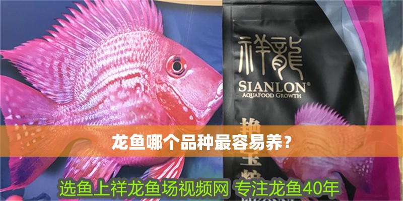 龍魚哪個品種最容易養？