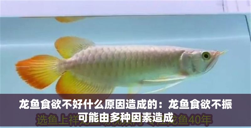 龍魚食欲不好什么原因造成的：龍魚食欲不振可能由多種因素造成 龍魚食欲不好什么原因造成的：龍魚食欲不振可能由多種因素造成 龍魚百科 第2張