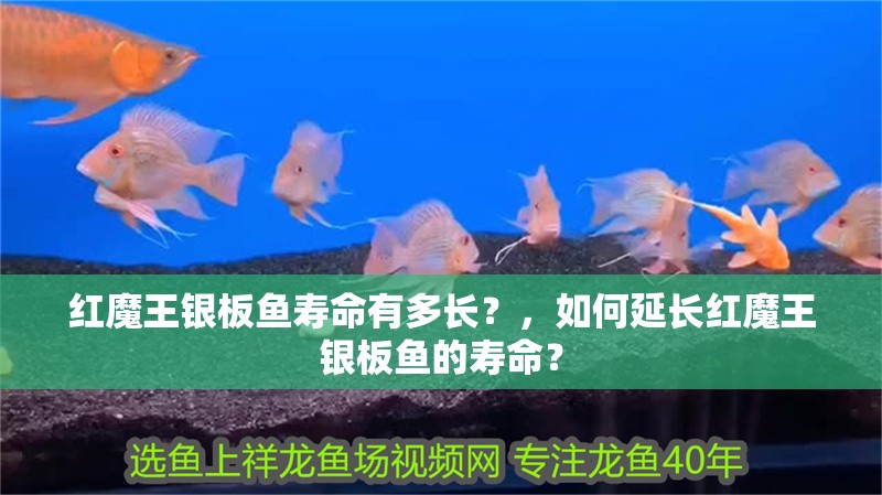 紅魔王銀板魚壽命有多長？，如何延長紅魔王銀板魚的壽命？
