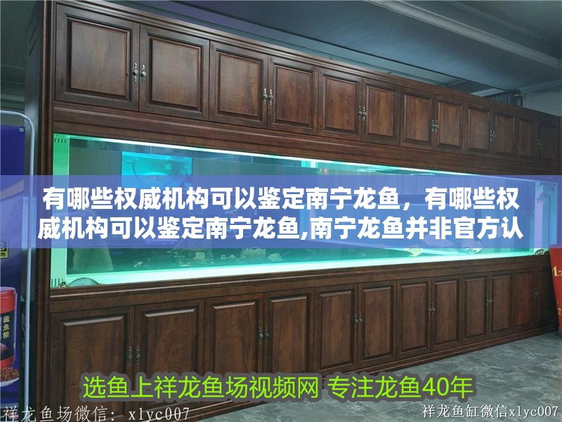 有哪些權(quán)威機(jī)構(gòu)可以鑒定南寧龍魚(yú)，有哪些權(quán)威機(jī)構(gòu)可以鑒定南寧龍魚(yú),南寧龍魚(yú)并非官方認(rèn)定的物種名稱(chēng) 有哪些權(quán)威機(jī)構(gòu)可以鑒定南寧龍魚(yú)，有哪些權(quán)威機(jī)構(gòu)可以鑒定南寧龍魚(yú),南寧龍魚(yú)并非官方認(rèn)定的物種名稱(chēng) 龍魚(yú)百科