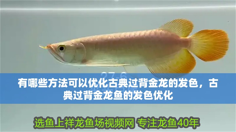 魚缸過濾器選購指南:自制魚缸過濾器魚缸上置過濾器對于養魚愛好者的必備知識 有哪些方法可以優化古典過背金龍的發色,古典過背金龍魚的發色優化 龍魚百科 有哪些方法可以優化古典過背金龍的發色,古典過背金龍魚的發色優化 有哪些方法可以優化古典過背金龍的發色,古典過背金龍魚的發色優化 龍魚百科