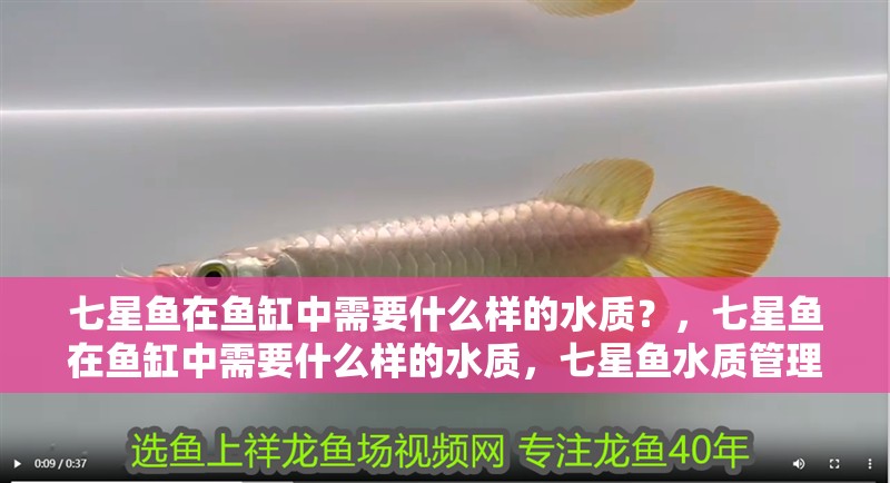 七星魚(yú)在魚(yú)缸中需要什么樣的水質(zhì)？，七星魚(yú)在魚(yú)缸中需要什么樣的水質(zhì)，七星魚(yú)水質(zhì)管理日歷 七星魚(yú)在魚(yú)缸中需要什么樣的水質(zhì)？，七星魚(yú)在魚(yú)缸中需要什么樣的水質(zhì)，七星魚(yú)水質(zhì)管理日歷 龍魚(yú)百科