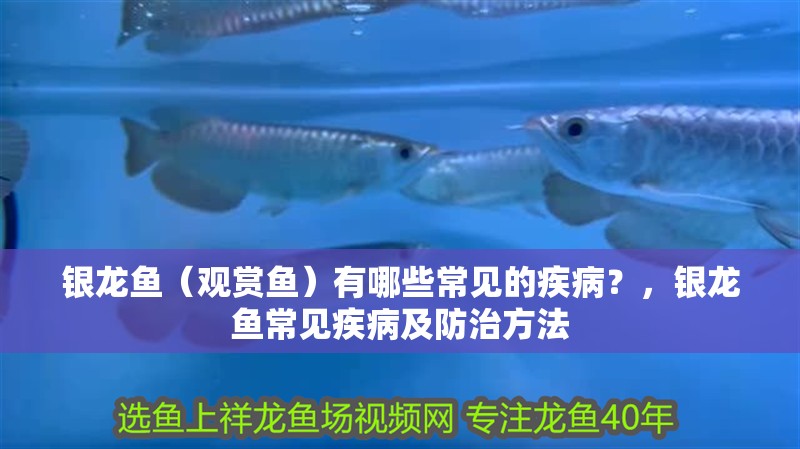 銀龍魚（觀賞魚）有哪些常見的疾病？，銀龍魚常見疾病及防治方法 銀龍魚（觀賞魚）有哪些常見的疾病？，銀龍魚常見疾病及防治方法 龍魚百科