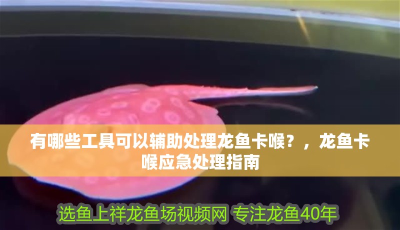 有哪些工具可以輔助處理龍魚卡喉？，龍魚卡喉應急處理指南