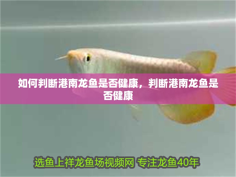 如何判斷港南龍魚是否健康，判斷港南龍魚是否健康 如何判斷港南龍魚是否健康，判斷港南龍魚是否健康 龍魚百科