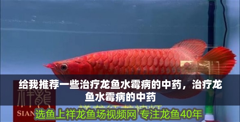 給我推薦一些治療龍魚水霉病的中藥，治療龍魚水霉病的中藥