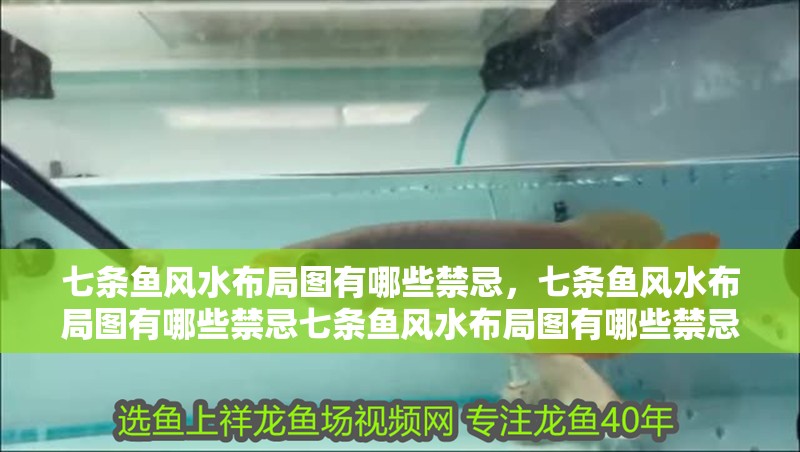 七條魚風水布局圖有哪些禁忌，七條魚風水布局圖有哪些禁忌七條魚風水布局圖有哪些禁忌 七條魚風水布局圖有哪些禁忌，七條魚風水布局圖有哪些禁忌七條魚風水布局圖有哪些禁忌 龍魚百科
