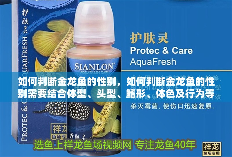 如何判斷金龍魚的性別，如何判斷金龍魚的性別需要結合體型、頭型、鰭形、體色及行為等多方面特征分析 如何判斷金龍魚的性別，如何判斷金龍魚的性別需要結合體型、頭型、鰭形、體色及行為等多方面特征分析 龍魚百科