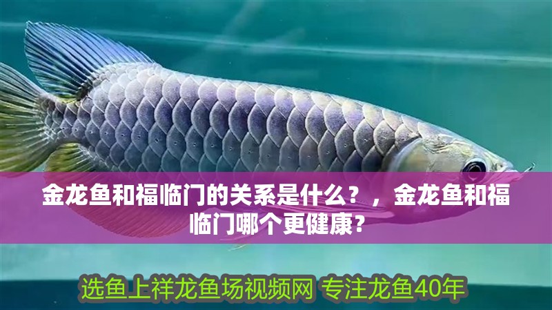 金龍魚和福臨門的關系是什么？，金龍魚和福臨門哪個更健康？