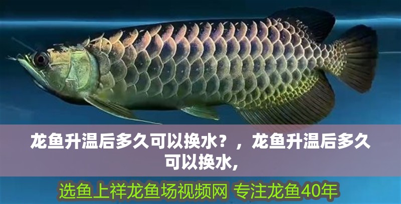 龍魚升溫后多久可以換水？，龍魚升溫后多久可以換水,