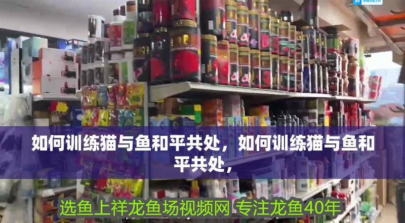 如何訓練貓與魚和平共處，如何訓練貓與魚和平共處， 如何訓練貓與魚和平共處，如何訓練貓與魚和平共處， 龍魚百科