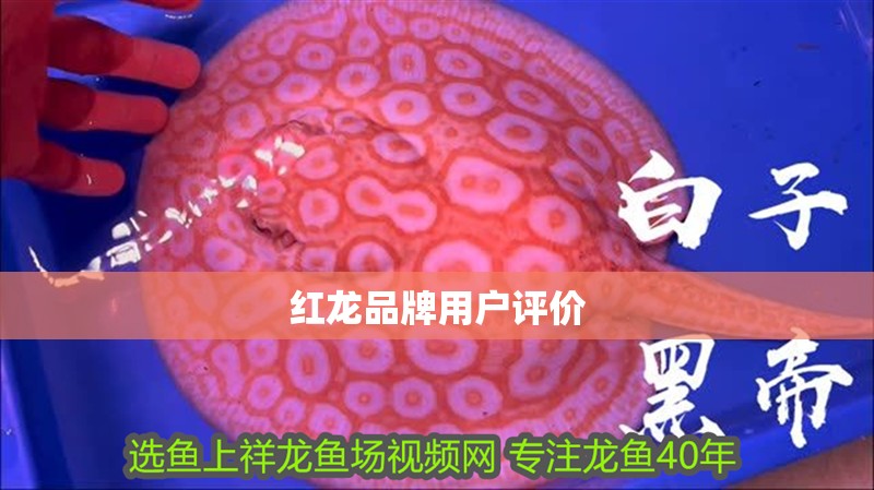 紅龍品牌用戶評價 紅龍品牌用戶評價 龍魚百科