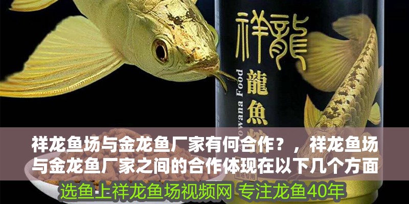 祥龍魚場與金龍魚廠家有何合作？，祥龍魚場與金龍魚廠家之間的合作體現在以下幾個方面 祥龍魚場與金龍魚廠家有何合作？，祥龍魚場與金龍魚廠家之間的合作體現在以下幾個方面 龍魚百科