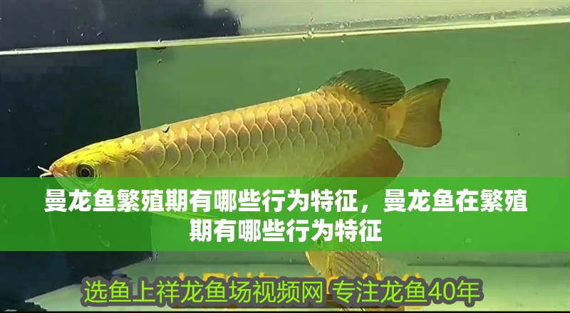 魚缸造景先放沙還是先放水(魚缸造景先鋪沙還是先放石頭) 曼龍魚繁殖期有哪些行為特征,曼龍魚在繁殖期有哪些行為特征 龍魚百科 曼龍魚繁殖期有哪些行為特征,曼龍魚在繁殖期有哪些行為特征 曼龍魚繁殖期有哪些行為特征,曼龍魚在繁殖期有哪些行為特征 龍魚百科