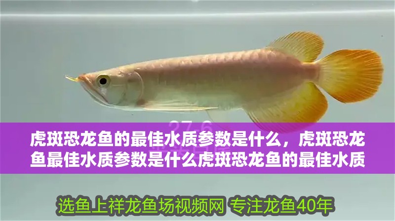 虎斑恐龍魚的最佳水質參數是什么，虎斑恐龍魚最佳水質參數是什么虎斑恐龍魚的最佳水質參數是什么