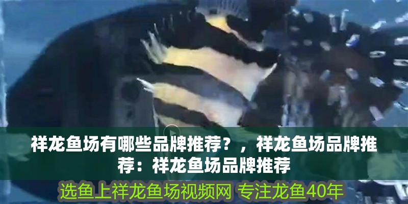 祥龍魚場有哪些品牌推薦？，祥龍魚場品牌推薦：祥龍魚場品牌推薦 祥龍魚場有哪些品牌推薦？，祥龍魚場品牌推薦：祥龍魚場品牌推薦 龍魚百科