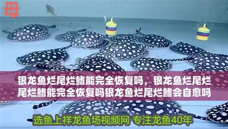 銀龍魚爛尾爛鰭能完全恢復(fù)嗎，銀龍魚爛尾爛尾爛鰭能完全恢復(fù)嗎銀龍魚爛尾爛鰭會(huì)自愈嗎