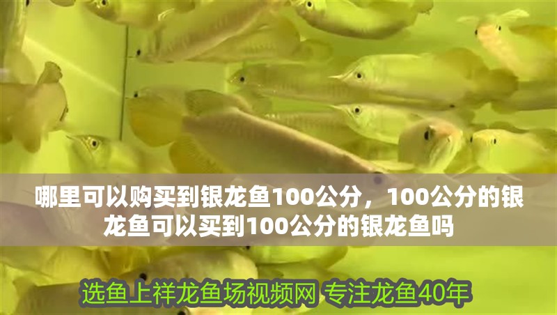 哪里可以購買到銀龍魚100公分，100公分的銀龍魚可以買到100公分的銀龍魚嗎