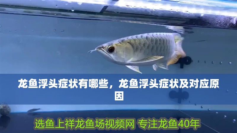 龍魚浮頭癥狀有哪些，龍魚浮頭癥狀及對應原因