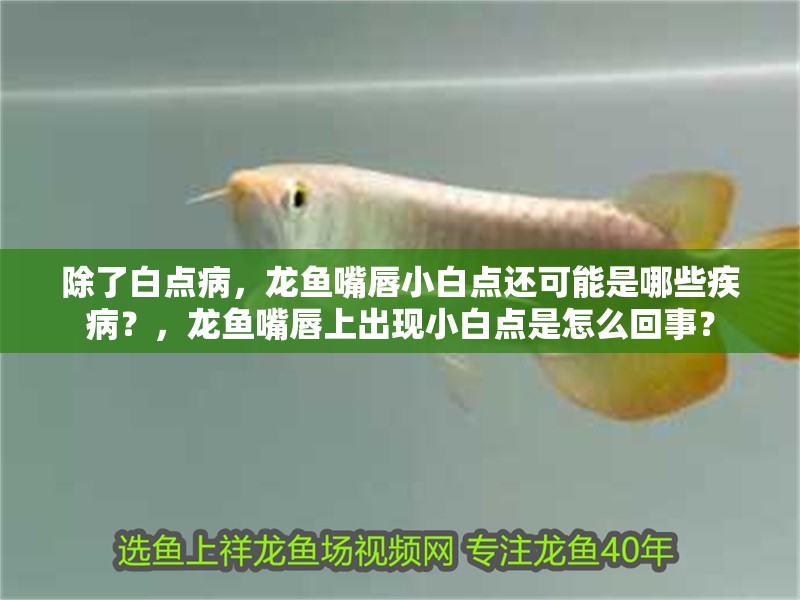 除了白點病，龍魚嘴唇小白點還可能是哪些疾病？，龍魚嘴唇上出現(xiàn)小白點是怎么回事？ 除了白點病，龍魚嘴唇小白點還可能是哪些疾病？，龍魚嘴唇上出現(xiàn)小白點是怎么回事？ 龍魚百科
