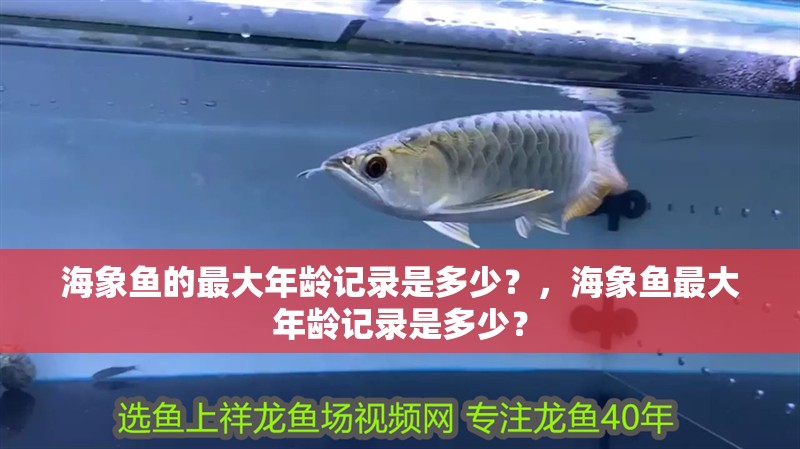 海象魚的最大年齡記錄是多少？，海象魚最大年齡記錄是多少？ 海象魚的最大年齡記錄是多少？，海象魚最大年齡記錄是多少？ 龍魚百科