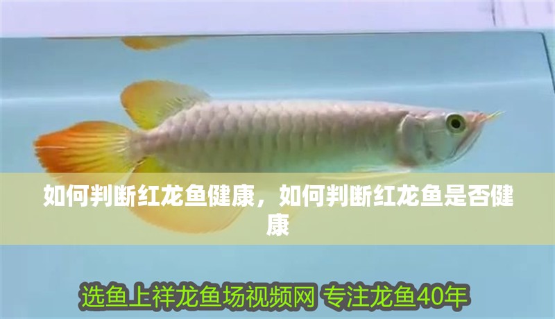 如何判斷紅龍魚健康，如何判斷紅龍魚是否健康