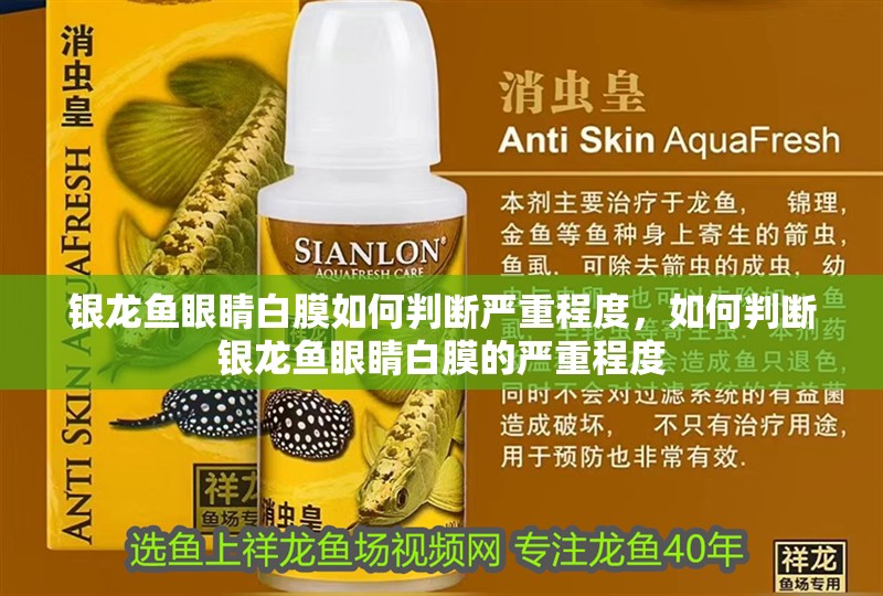 銀龍魚眼睛白膜如何判斷嚴重程度，如何判斷銀龍魚眼睛白膜的嚴重程度 銀龍魚眼睛白膜如何判斷嚴重程度，如何判斷銀龍魚眼睛白膜的嚴重程度 龍魚百科