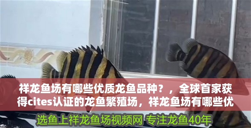 龍魚怕什么 祥龍魚場有哪些優(yōu)質(zhì)龍魚品種?,全球首家獲得cites認(rèn)證的龍魚繁殖場,祥龍魚場有哪些優(yōu)質(zhì)龍魚品種 龍魚百科 祥龍魚場有哪些優(yōu)質(zhì)龍魚品種?,全球首家獲得cites認(rèn)證的龍魚繁殖場,祥龍魚場有哪些優(yōu)質(zhì)龍魚品種 祥龍魚場有哪些優(yōu)質(zhì)龍魚品種?,全球首家獲得cites認(rèn)證的龍魚繁殖場,祥龍魚場有哪些優(yōu)質(zhì)龍魚品種 龍魚百科