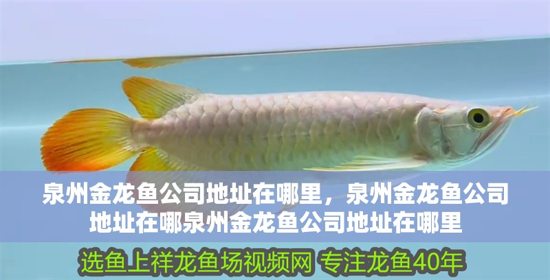 泉州金龍魚公司地址在哪里，泉州金龍魚公司地址在哪泉州金龍魚公司地址在哪里 泉州金龍魚公司地址在哪里，泉州金龍魚公司地址在哪泉州金龍魚公司地址在哪里 龍魚百科