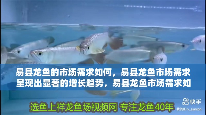 易縣龍魚的市場需求如何，易縣龍魚市場需求呈現出顯著的增長趨勢，易縣龍魚市場需求如何