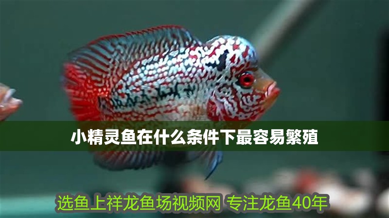 紅龍魚用黃燈烤有用嗎 小精靈魚在什么條件下最容易繁殖 龍魚百科 小精靈魚在什么條件下最容易繁殖 小精靈魚在什么條件下最容易繁殖 龍魚百科