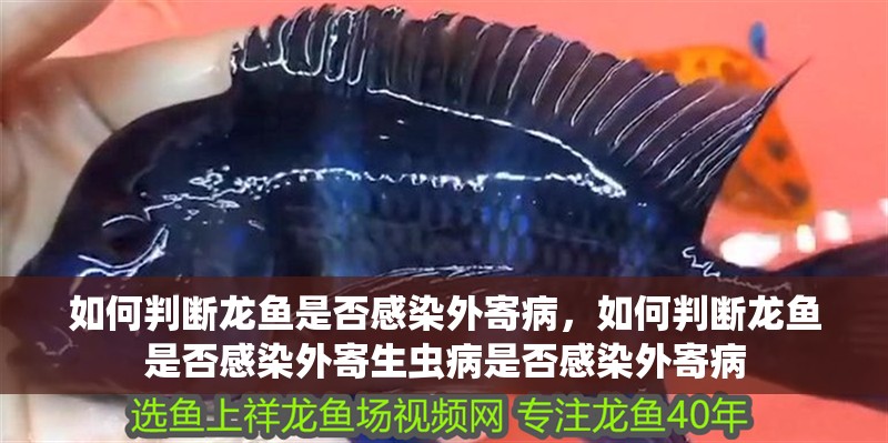 給大魚缸換水的作文:體驗給大魚缸換水的樂趣:體驗給大魚缸換水:給大魚缸換水的作文 如何判斷龍魚是否感染外寄病,如何判斷龍魚是否感染外寄生蟲病是否感染外寄病 龍魚百科 如何判斷龍魚是否感染外寄病,如何判斷龍魚是否感染外寄生蟲病是否感染外寄病 如何判斷龍魚是否感染外寄病,如何判斷龍魚是否感染外寄生蟲病是否感染外寄病 龍魚百科