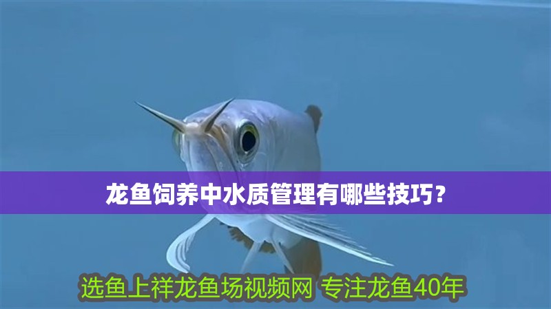 龍魚飼養中水質管理有哪些技巧? 龍魚百科 龍魚飼養中水質管理有哪些技巧? 龍魚飼養中水質管理有哪些技巧? 龍魚百科
