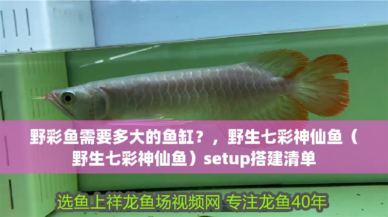 野彩魚需要多大的魚缸？，野生七彩神仙魚（野生七彩神仙魚）setup搭建清單 野彩魚需要多大的魚缸？，野生七彩神仙魚（野生七彩神仙魚）setup搭建清單 龍魚百科